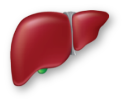 Hepatotoxicity