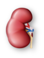 Nephrotoxicity